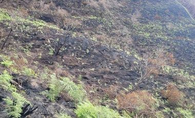 TE VENDO EXTENSA FINCA EN SANTO DOMINGO ANTIOQUIA.