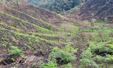 TE VENDO EXTENSA FINCA EN SANTO DOMINGO ANTIOQUIA.