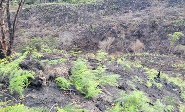 TE VENDO EXTENSA FINCA EN SANTO DOMINGO ANTIOQUIA.