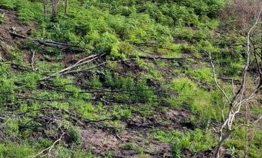 TE VENDO EXTENSA FINCA EN SANTO DOMINGO ANTIOQUIA.