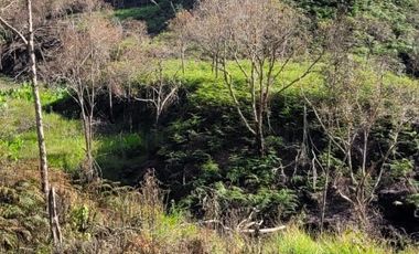 TE VENDO EXTENSA FINCA EN SANTO DOMINGO ANTIOQUIA.