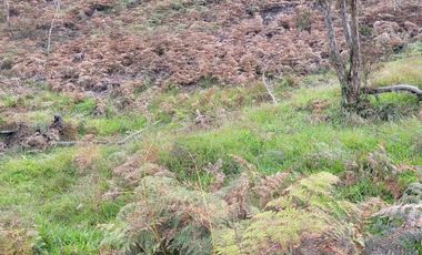 TE VENDO EXTENSA FINCA EN SANTO DOMINGO ANTIOQUIA.