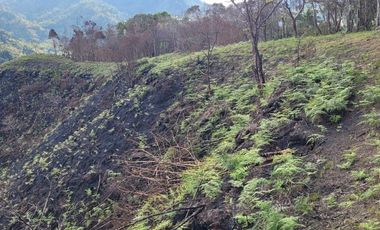 TE VENDO EXTENSA FINCA EN SANTO DOMINGO ANTIOQUIA.