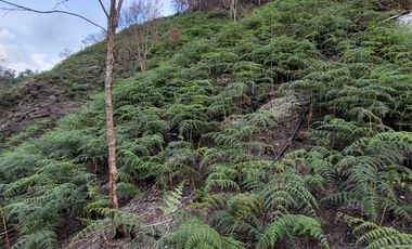 TE VENDO EXTENSA FINCA EN SANTO DOMINGO ANTIOQUIA.