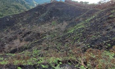 TE VENDO EXTENSA FINCA EN SANTO DOMINGO ANTIOQUIA.