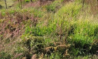 TE VENDO EXTENSA FINCA EN SANTO DOMINGO ANTIOQUIA.