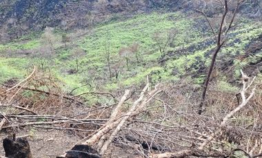 TE VENDO EXTENSA FINCA EN SANTO DOMINGO ANTIOQUIA.