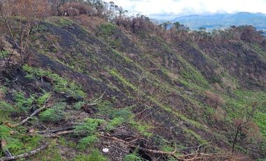 TE VENDO EXTENSA FINCA EN SANTO DOMINGO ANTIOQUIA.