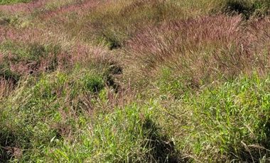 TE VENDO EXTENSA FINCA EN SANTO DOMINGO ANTIOQUIA.