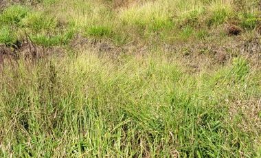 TE VENDO EXTENSA FINCA EN SANTO DOMINGO ANTIOQUIA.