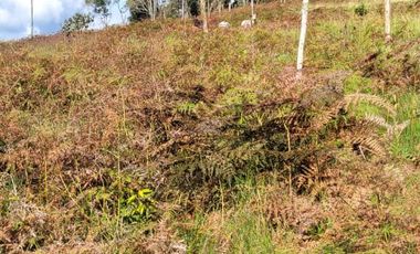 TE VENDO EXTENSA FINCA EN SANTO DOMINGO ANTIOQUIA.