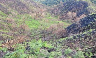 TE VENDO EXTENSA FINCA EN SANTO DOMINGO ANTIOQUIA.