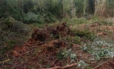 Parcelas en venta Condominio Los Canelos Maullin