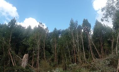 Parcelas en venta Condominio Los Canelos Maullin