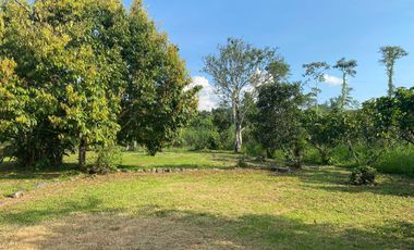 Se Vende Finca con  8.8 Hectáreas con Producción de Cacao y Piscinas  para peces  en Loreto Provincia de Orellana