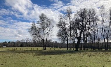 Campo Quilaco,  Los Ángeles