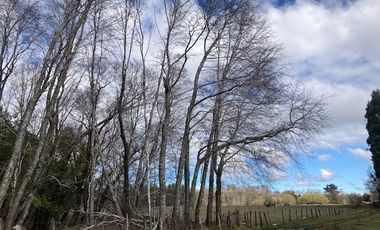 Campo Quilaco,  Los Ángeles