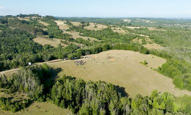 Campos en Los Muermos listos para invertir en tu proyecto, con electricidad y agua.