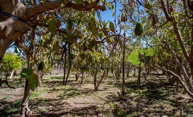 Venta de parcela 7.961 m2, con dos casas, camino principal el Tambo, Vicuña. 6.500 UF