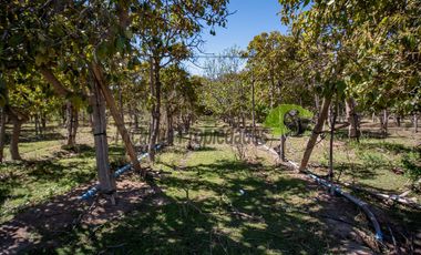 Venta de parcela 7.961 m2, con dos casas, camino principal el Tambo, Vicuña. 6.500 UF