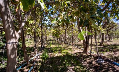 Venta de parcela 7.961 m2, con dos casas, camino principal el Tambo, Vicuña. 6.500 UF