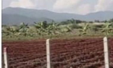 Land for sale 19 rai 332 square wa, Road 1209, Nang Lae, Mueang, Chiang Rai.