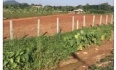 Land for sale 19 rai 332 square wa, Road 1209, Nang Lae, Mueang, Chiang Rai.