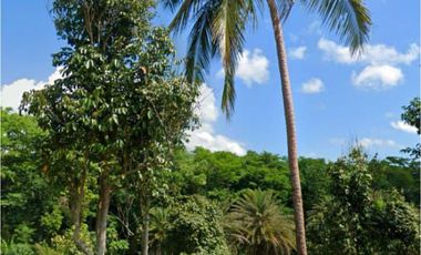 Alaminos Laguna | Farm Lot For Sale - #8046