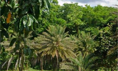 Alaminos Laguna | Farm Lot For Sale - #8046
