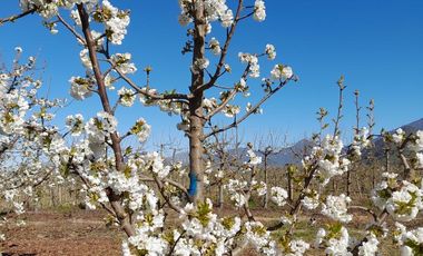 OLIVAR ALTO SEXTA REGION