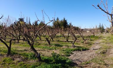 OLIVAR ALTO SEXTA REGION