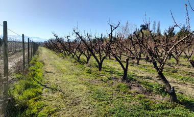 OLIVAR ALTO SEXTA REGION