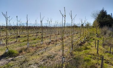 OLIVAR ALTO SEXTA REGION