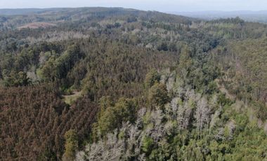 Oportunidad !!. Se venden 9,8has en la comuna de Mafil, a 40km de Valdivia