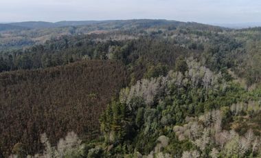 Oportunidad !!. Se venden 9,8has en la comuna de Mafil, a 40km de Valdivia