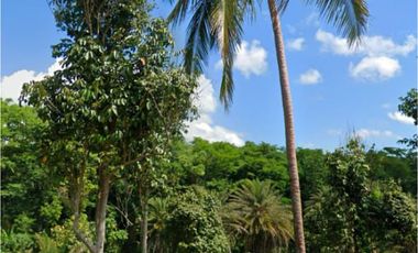 10 HECTARS FARM LOT; ALAMINOS LAGUNA - FOR SALE