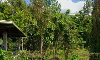 10 HECTARS FARM LOT; ALAMINOS LAGUNA - FOR SALE
