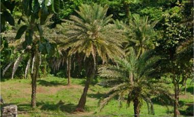 10 HECTARS FARM LOT; ALAMINOS LAGUNA - FOR SALE