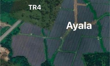 10 HECTARS FARM LOT; ALAMINOS LAGUNA - FOR SALE