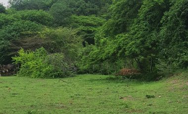 Espectacular finca de 3 Hectáreas en Flandes, Tolima