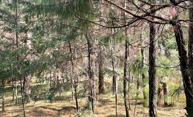 VENTA DE TERRENO POR PARTES EN HERMOSO BOSQUE EN EL ESTADO DE HIDALGO.