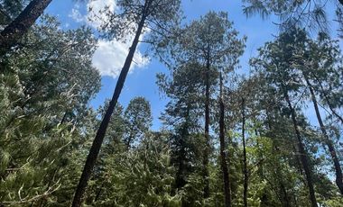 VENTA DE TERRENO POR PARTES EN HERMOSO BOSQUE EN EL ESTADO DE HIDALGO.