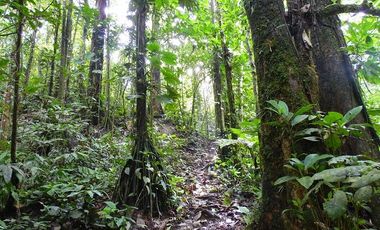 SE VENDE HERMOSA HOSTERIA (LODGE) EN LA AMAZONIA EN FUNCIONAMIENTO, DE 58 HAS. LORETO – ORELLANA - ECUADOR
