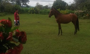 Venta Finca Agrícola Santo Domingo Antioquia