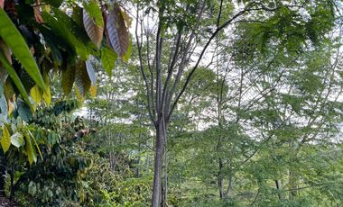 Venta Finca Agrícola Maceo Antioquia
