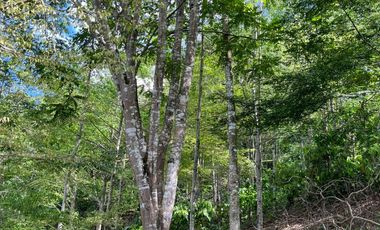 Venta Finca Agrícola Maceo Antioquia