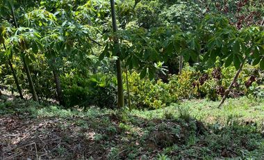 Venta Finca Agrícola Maceo Antioquia