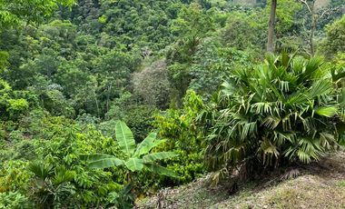 Venta Finca Agrícola Maceo Antioquia