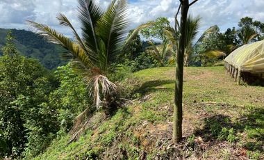 Venta Finca Agrícola Maceo Antioquia