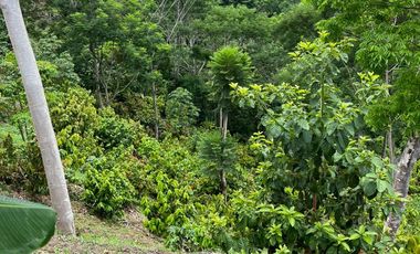 Venta Finca Agrícola Maceo Antioquia